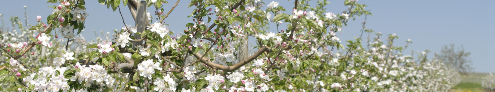 Apfelblüten am Baum ©DLR